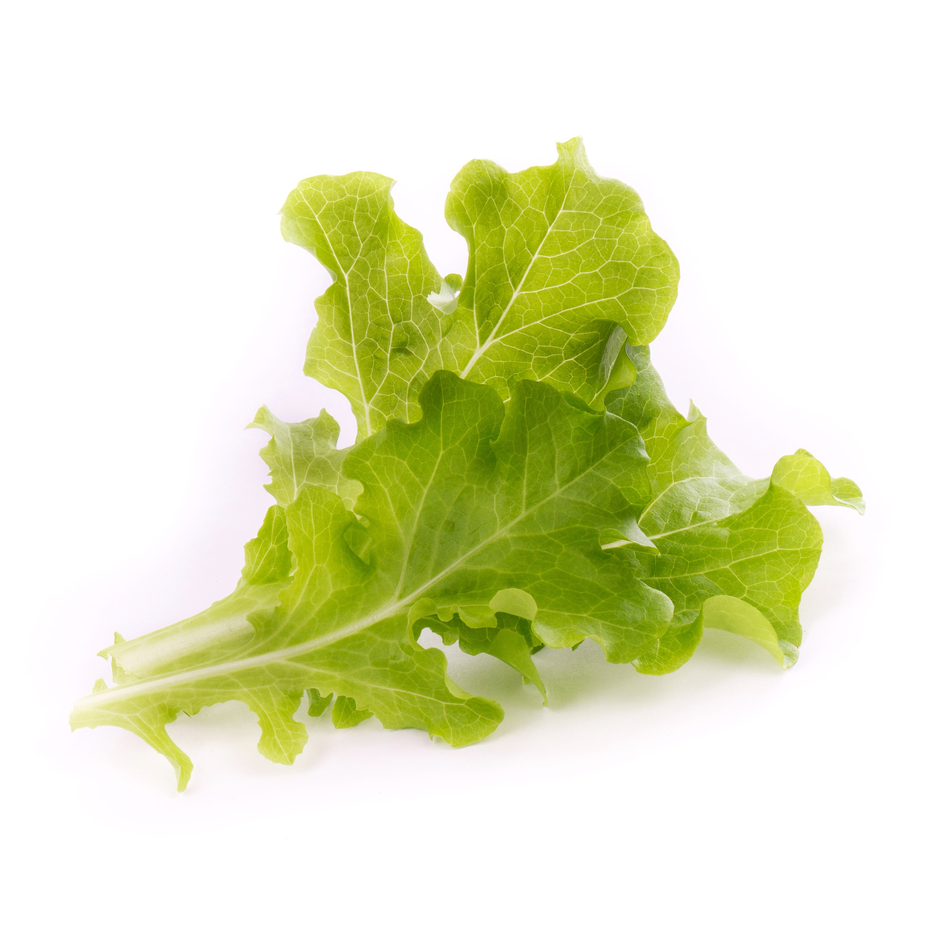 Oakleaf lettuce (Laitue Feuille de chene)